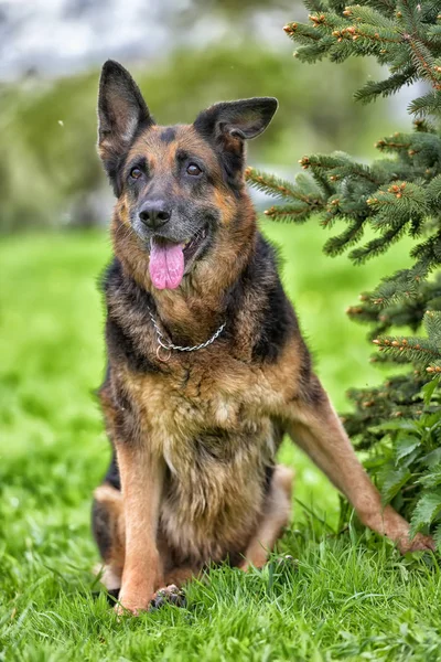 Portrait of an old German Shepherd — Stock Photo, Image