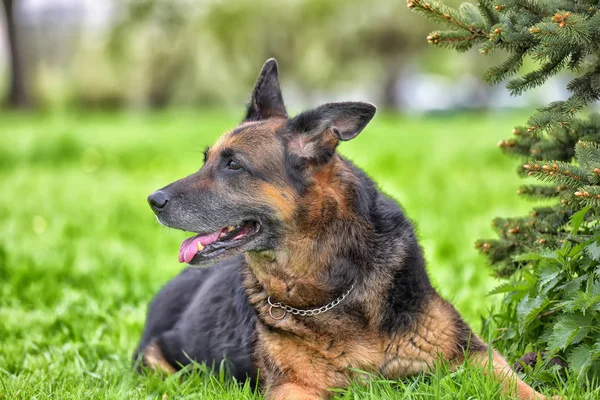 Portrait of an old German Shepherd — Stock Photo, Image