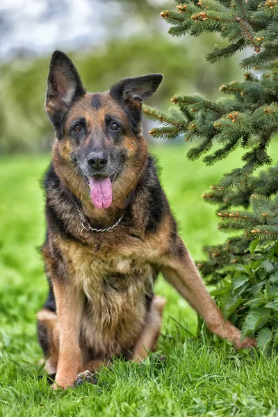 Portret van een oud Duitse herder — Stockfoto