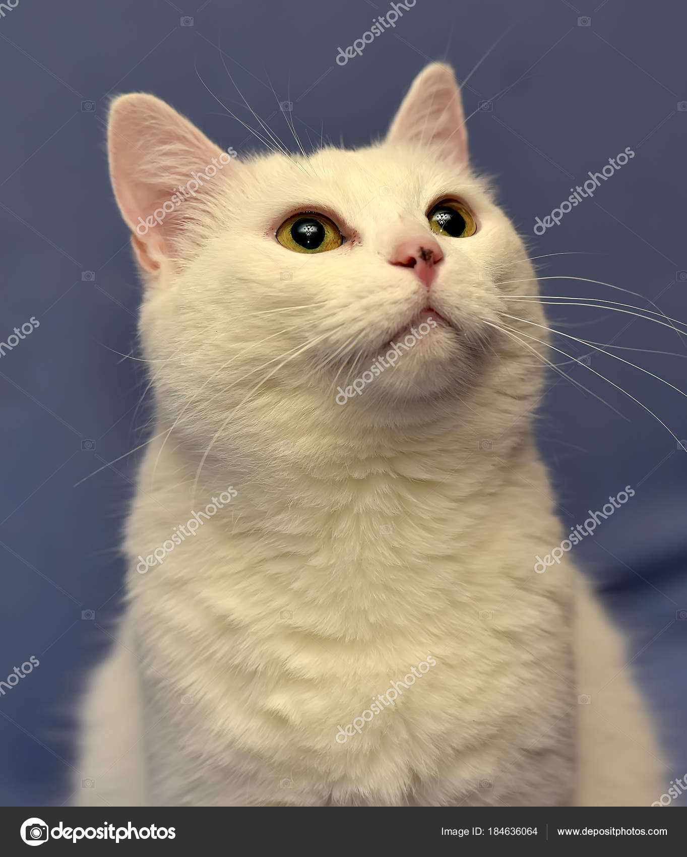 White Albino Cat Stock Photo C Evdoha 184636064