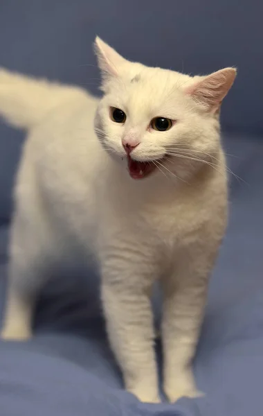 Gato albino blanco — Foto de Stock