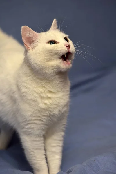 Gato albino blanco — Foto de Stock