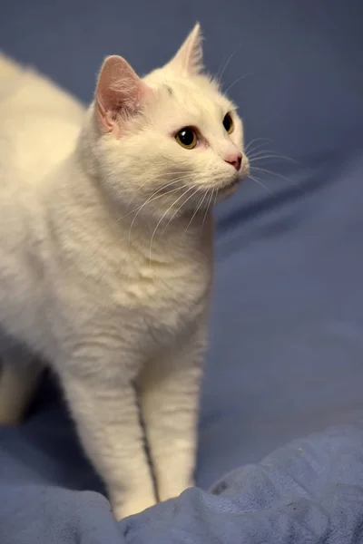 Gato albino blanco —  Fotos de Stock