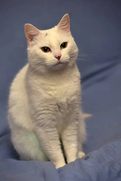 흰색 알 비 노 고양이 — 스톡 사진