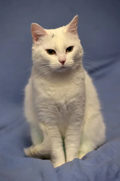 Beyaz albino kedi — Stok fotoğraf