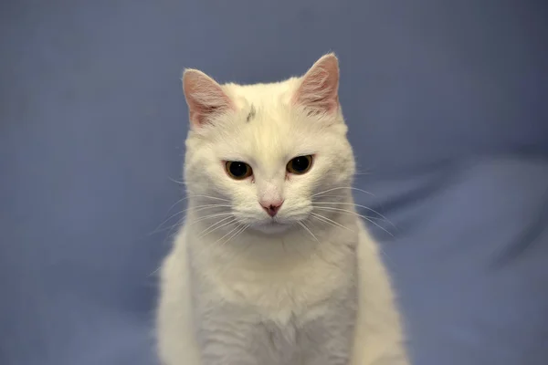 White albino cat — Stock Photo, Image