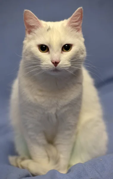 Beyaz albino kedi — Stok fotoğraf