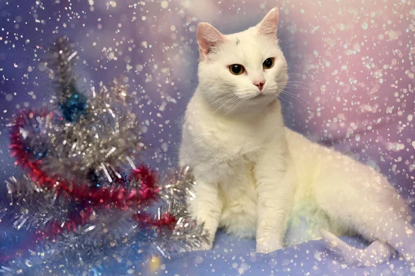 Vita albino katt på en blå bakgrund — Stockfoto