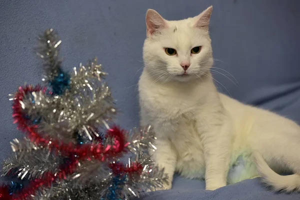 青色の背景に白いアルビノの猫 — ストック写真