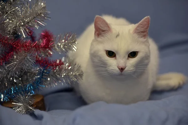 Gato albino branco em um fundo azul — Fotografia de Stock