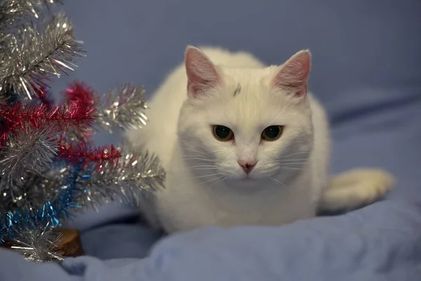 蓝色背景下的白白化猫 — 图库照片