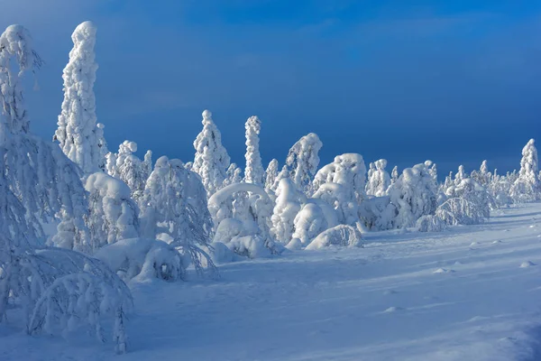 Majestic winter trees — Stock Photo, Image