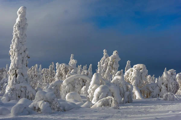 Arbres d'hiver majestueux — Photo