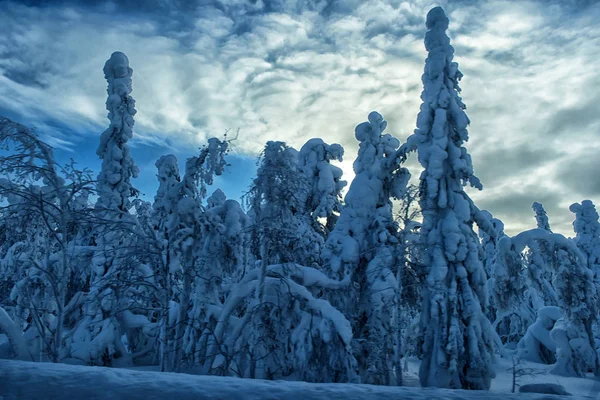 Μεγαλοπρεπή χειμώνας και δέντρα — Φωτογραφία Αρχείου