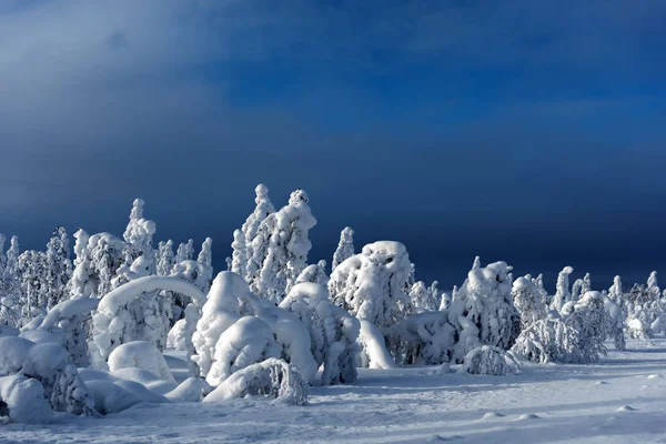 Maestosi alberi invernali — Foto Stock