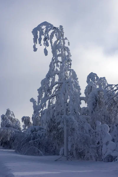 Majestic winter trees — Stock Photo, Image