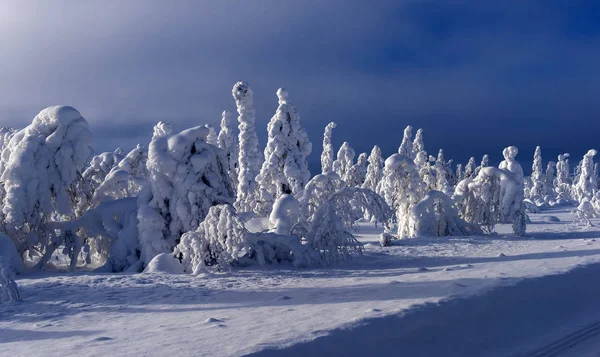 Величний зимові дерева — стокове фото