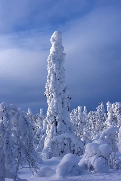 Majestätiska vinter träd — Stockfoto