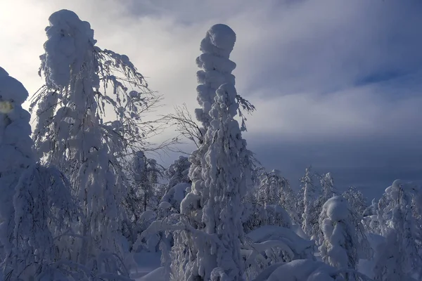 Majestätiska vinter träd — Stockfoto