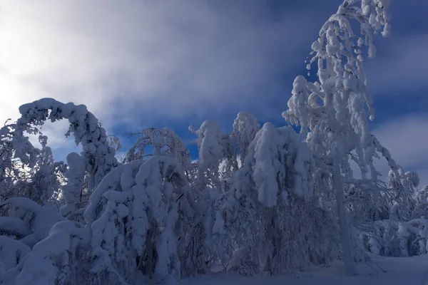장엄한 겨울 나무 — 스톡 사진