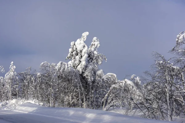 Majestuosos árboles de invierno —  Fotos de Stock