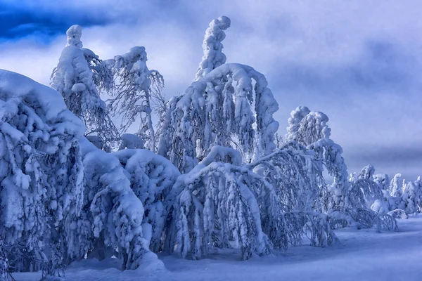 Majestuosos árboles de invierno — Foto de Stock