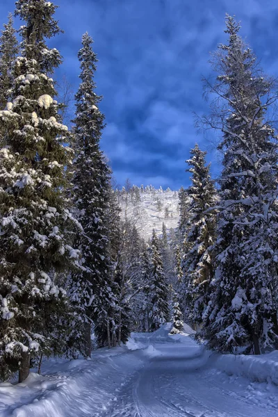Krásné zimní krajiny. Zimní horský Les — Stock fotografie