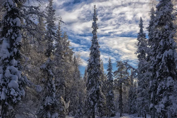 Magnifique paysage hivernal. Forêt de montagne d'hiver — Photo