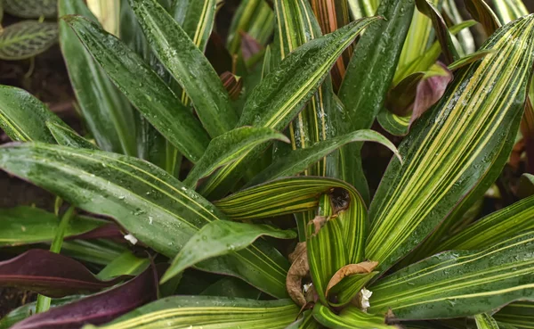 Tradescantia spathacea — Stockfoto