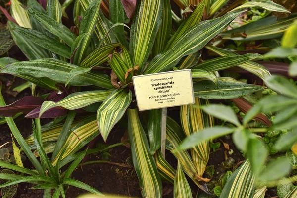 Tradescantia spathacea — Φωτογραφία Αρχείου