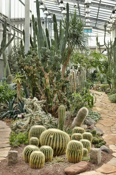 Variété de cactus — Photo
