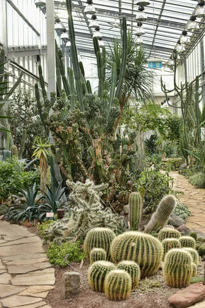 Variété de cactus dans la serre — Photo