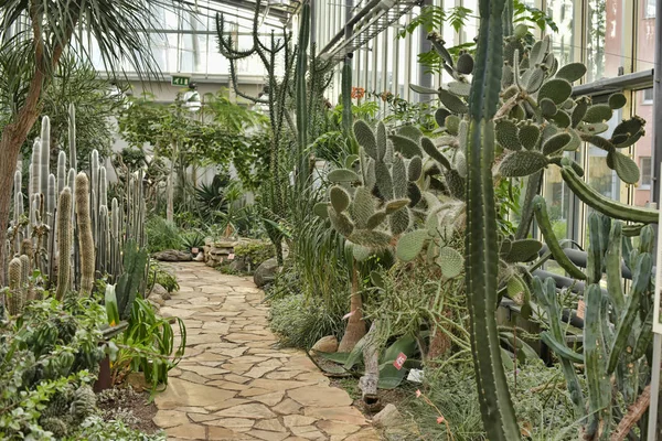 Variété de cactus dans la serre — Photo