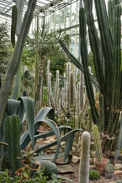 Serre avec cactus — Photo
