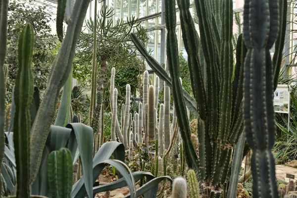 Greenhouse with cacti — Stock Photo, Image
