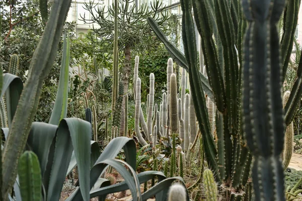 Broeikasgassen met cactussen — Stockfoto