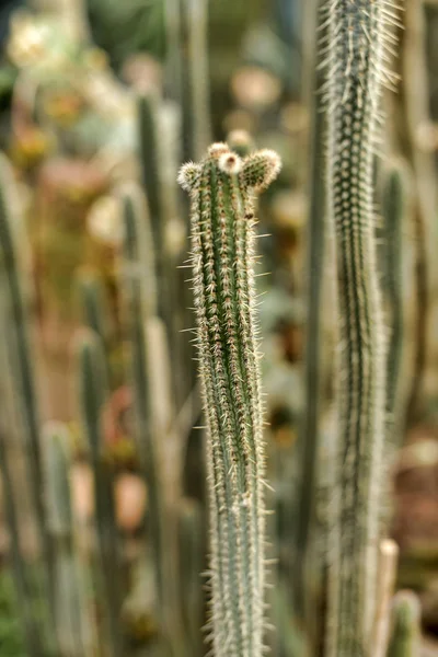 Cléistocactus candelilla — Photo