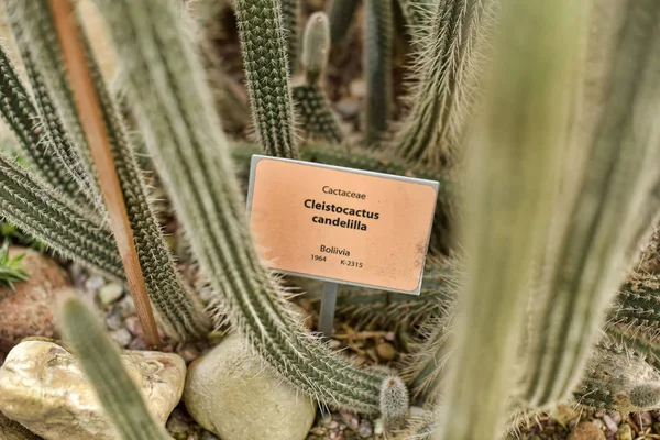 Cléistocactus candelilla — Photo