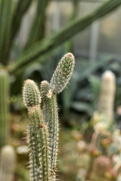 Cleistocactus candelilla — Stock Photo, Image