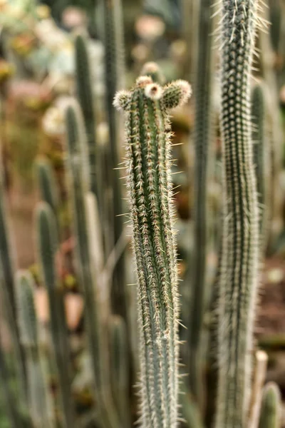 Cleistocactus candelilla — 图库照片