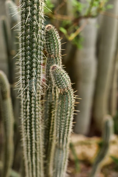 Cleistocactus candelilla — Stock Photo, Image