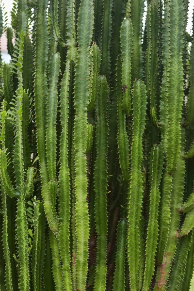 Euphorbia Trigona — Stock Photo, Image