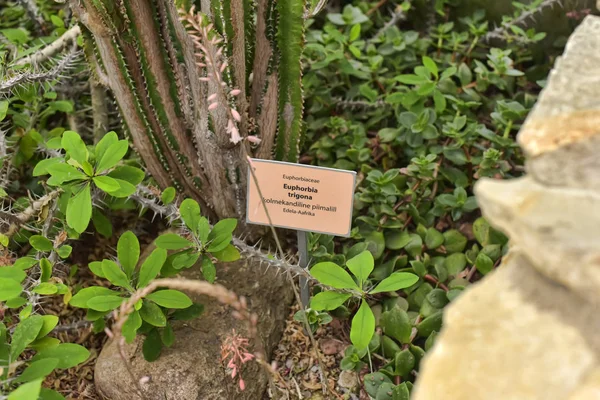 Euforbia trigona — Foto de Stock