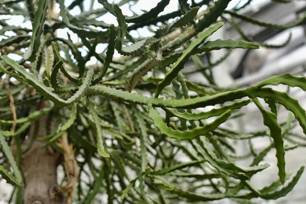 Euphorbia grandidens (árbol de Tetulang) — Foto de Stock