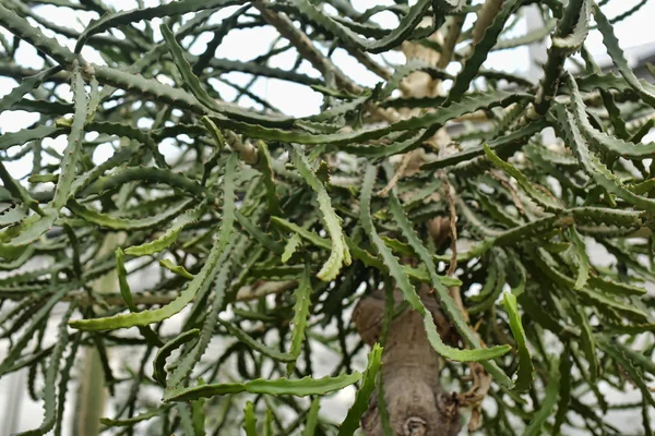 Молочай grandidens (Tetulang дерево) — стокове фото