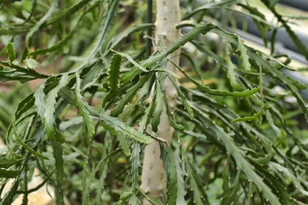 Euphorbia grandidens (árbol de Tetulang) — Foto de Stock