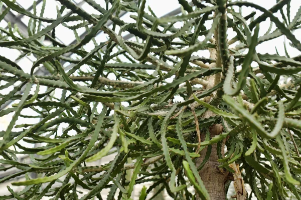 Euphorbia grandidens (a Tetulang fa) — Stock Fotó