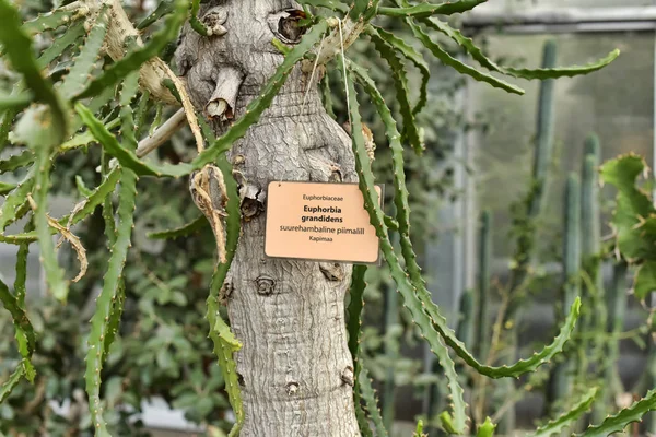 Euphorbia grandidens (árbol de Tetulang) — Foto de Stock