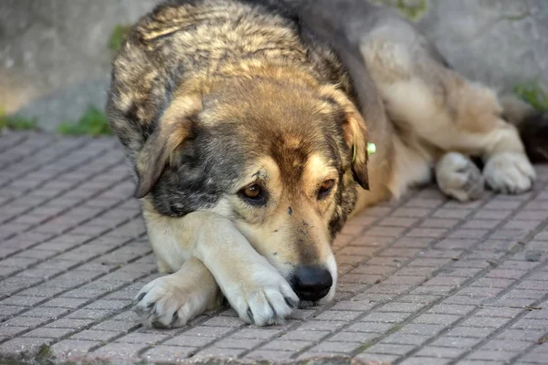 Triste Cão Sem Teto Orelha Tag Turquia — Fotografia de Stock
