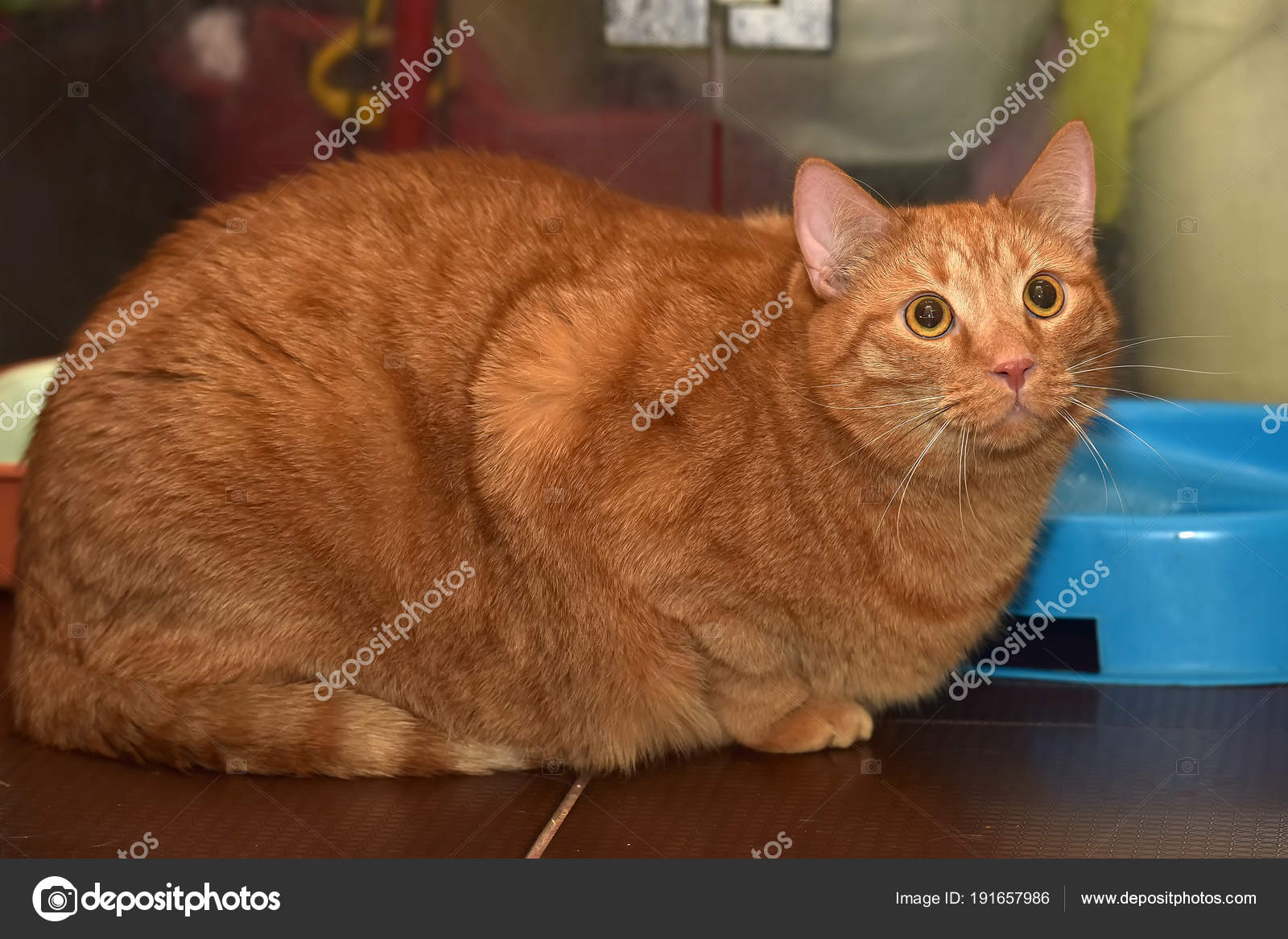 Very fat red cat Stock Photo by ©evdoha